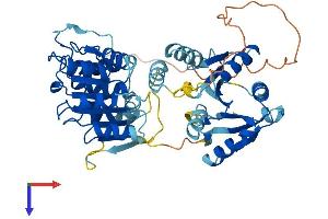 AlphaFold protein structure predicition of Mouse Recombinant Ddx25 Protein, UniprotID Q9QY15