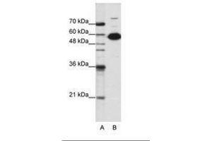 Image no. 3 for anti-Non-POU Domain Containing, Octamer-Binding (NONO) (C-Term) antibody (ABIN202613) (NONO anticorps  (C-Term))