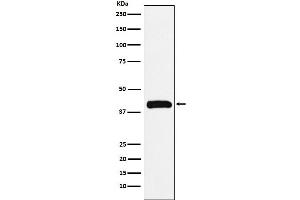 Western blot analysis of Bub3 expression in Jurkat cell lysate.