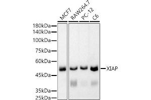 Western blot analysis of extracts of various cell lines, using XIAP antibody (ABIN7271400) at 1:5000 dilution. (XIAP anticorps)