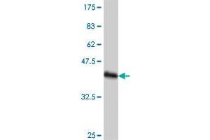 Western Blot detection against Immunogen (37.