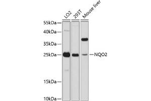 Western blot analysis of extracts of various cell lines, using NQO2 antibody  at 1:3000 dilution. (NQO2 anticorps  (AA 1-1))