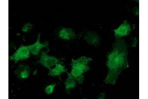 Anti-MGRN1 mouse monoclonal antibody (ABIN2454425) immunofluorescent staining of COS7 cells transiently transfected by pCMV6-ENTRY MGRN1 (RC208284). (Mahogunin RING Finger Protein 1 anticorps)