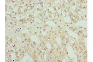 Immunohistochemistry of paraffin-embedded human adrenal gland tissue using ABIN7168234 at dilution of 1:100