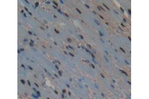 IHC-P analysis of Mouse Tissue, with DAB staining. (ATF3 anticorps  (AA 1-181))