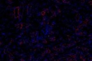 Immunofluorescentanalysis of paraformaldehyde-fixedratkidneyusing,Claudin 10 (ABIN7073514) at dilution of 1:800
