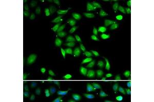 Immunofluorescence analysis of HeLa cells using PDCD6 Polyclonal Antibody