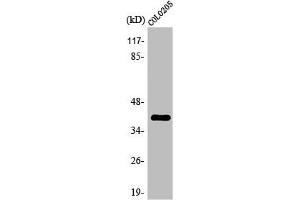 Western Blot analysis of COLO205 cells using Olfactory receptor 2L5 Polyclonal Antibody