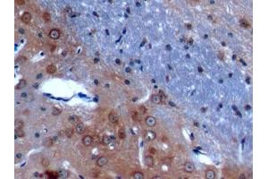 Detection of ANO1 in Mouse Cerebrum Tissue using Polyclonal Antibody to Anoctamin 1 (ANO1)
