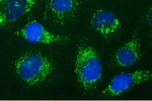 Immunofluorescence (IF) image for anti-Hydroxysteroid (17-Beta) Dehydrogenase 4 (HSD17B4) antibody (ABIN2715564) (HSD17B4 anticorps)