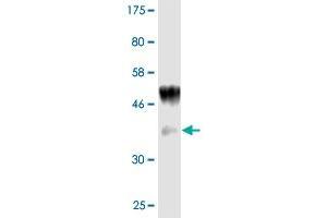 Western Blot detection against Immunogen (36. (IL1A anticorps  (AA 172-271))