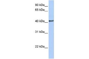 Western Blotting (WB) image for anti-Doublesex and Mab-3 Related Transcription Factor 1 (DMRT1) antibody (ABIN2460120) (DMRT1 anticorps)