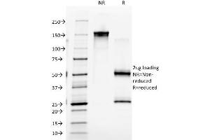 SDS-PAGE Analysis Purified EGFR Mouse Monoclonal Antibody (GFR/2341). (EGFR anticorps  (AA 344-492))
