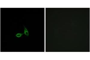 Immunofluorescence analysis of HepG2 cells, using CDH24 Antibody. (Cadherin 24 anticorps  (AA 81-130))