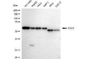 anti-Chromosome 3 Open Reading Frame 64 (C3orf64) antibody
