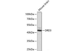 DRD3 anticorps