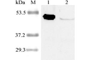 Western blot analysis of human IDO using anti-IDO (human), pAb  at 1:2,000 dilution. (IDO1 anticorps)