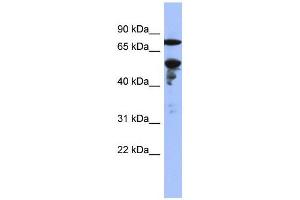 WB Suggested Anti-ZNF549  Antibody Titration: 0. (ZNF549 anticorps  (Middle Region))