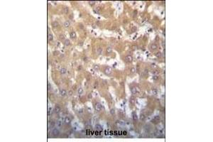 JARID1A Antibody (C-term) (ABIN656192 and ABIN2843346) immunohistochemistry analysis in formalin fixed and paraffin embedded human liver tissue followed by peroxidase conjugation of the secondary antibody and DAB staining.