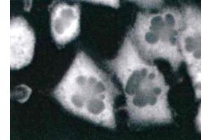 Immunocytochemistry staining of RPSA in human glioblastoma cells T98G using mouse monoclonal antibody RP-01.