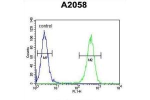 Flow Cytometry (FACS) image for anti-Glutamine-Fructose-6-Phosphate Transaminase 2 (GFPT2) antibody (ABIN3004112) (GFPT2 anticorps)