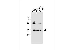 All lanes : Anti-BCKDHB Antibody (N-term) at 1:1000 dilution Lane 1: Hela whole cell lysate Lane 2: 293T/17 whole cell lysate Lane 3: Jurkat whole cell lysate Lysates/proteins at 20 μg per lane. (BCKDHB anticorps  (N-Term))