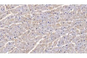 Detection of CNX in Human Cardiac Muscle Tissue using Monoclonal Antibody to Calnexin (CNX)