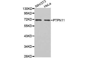 Western blot analysis of extracts of various cell lines, using PTPN11 antibody. (PTPN11 anticorps  (AA 514-593))