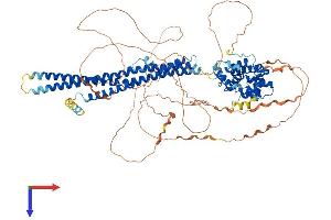 AlphaFold protein structure predicition of Mouse Recombinant Arhgap17 Protein, UniprotID Q3UIA2