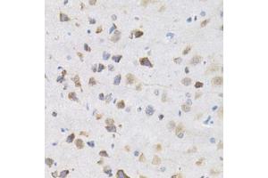 Immunohistochemistry of paraffin-embedded rat brain using KPNA4 Antibody.