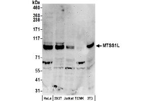 anti-Metastasis Suppressor 1-Like (MTSS1L) (AA 675-725) antibody