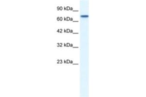 Western Blotting (WB) image for anti-Nuclear Receptor Subfamily 4, Group A, Member 1 (NR4A1) antibody (ABIN2460327) (NR4A1 anticorps)