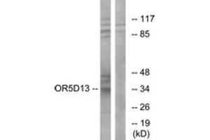 Western blot analysis of extracts from COS7 cells, using OR5D13 Antibody. (OR5D13 anticorps  (AA 265-314))