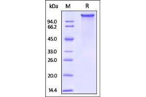 Mouse LDL R, His Tag on SDS-PAGE under reducing (R) condition.