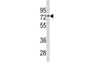 Western blot analysis of CEA antibody and 293 lysate (CEA anticorps  (AA 400-429))
