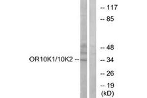 Western blot analysis of extracts from HepG2 cells, using OR10K1/10K2 Antibody. (OR10K1/K2 anticorps  (AA 56-105))