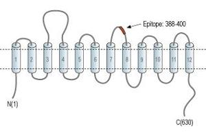 Representative domain view of the target of ABIN7885510.