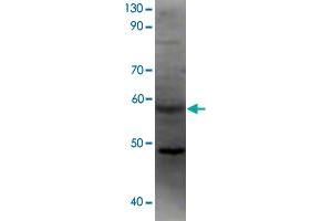 Western blot analysis of recombinant F2rl2 protein using F2rl2 polyclonal antibody . (F2RL2 anticorps  (AA 31-355))