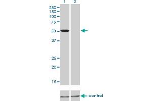 Western blot analysis of TCF7L2 over-expressed 293 cell line, cotransfected with TCF7L2 Validated Chimera RNAi (Lane 2) or non-transfected control (Lane 1). (TCF7L2 anticorps  (AA 1-455))