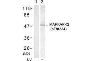 Western blot analysis of extracts from Hela cells untreated(lane 1) or treated with UV(lane 2) using MAPKAPK-2(Phospho-Thr334) Antibody.