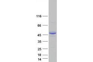 Validation with Western Blot