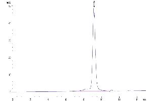 The purity of Biotinylated Cynomolgus PD-L1 is greater than 95 % as determined by SEC-HPLC.