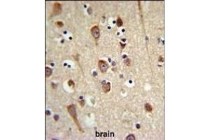 LUC7L2 Antibody (C-term) (ABIN653502 and ABIN2842911) IHC analysis in formalin fixed and paraffin embedded brain tissue followed by peroxidase conjugation of the secondary antibody and DAB staining.