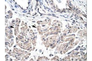 anti-Homeobox D3 (HOXD3) (AA 80-129) antibody