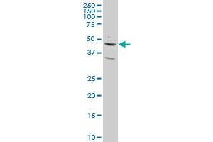 SLC2A4RG antibody  (AA 178-269)
