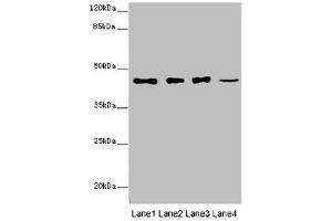 Western blot All lanes: SIRPB1 antibody at 6 μg/mL Lane 1: A549 whole cell lysate Lane 2: PC-3 whole cell lysate Lane 3: A375 whole cell lysate Lane 4: Mouse heart tissue Secondary Goat polyclonal to rabbit IgG at 1/10000 dilution Predicted band size: 44, 20 kDa Observed band size: 44 kDa (SIRPB1 anticorps  (AA 30-371))