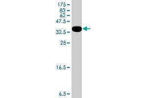 Western Blot detection against Immunogen (36.