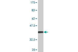 Western Blot detection against Immunogen (36.