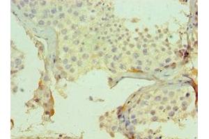 Immunohistochemistry of paraffin-embedded human testis tissue using ABIN7147732 at dilution of 1:100 (CMA1 anticorps  (AA 1-247))
