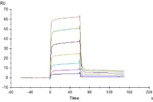 Cynomolgus PVRIG, hFc Tag captured on CM5 Chip via Protein A can bind Human Nectin-2, His Tag with an affinity constant of 0.